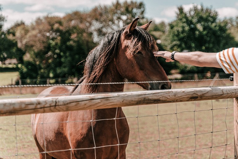 cheval domaine kervallon