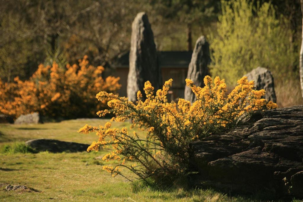 ajoncs menhirs compresse