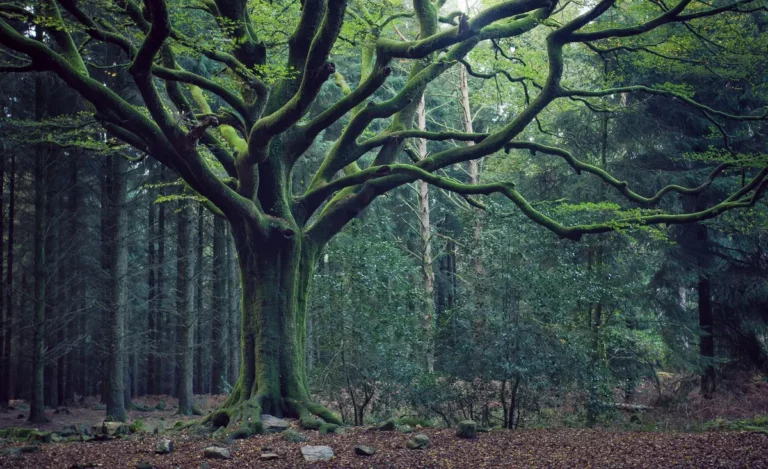 visiter broceliande