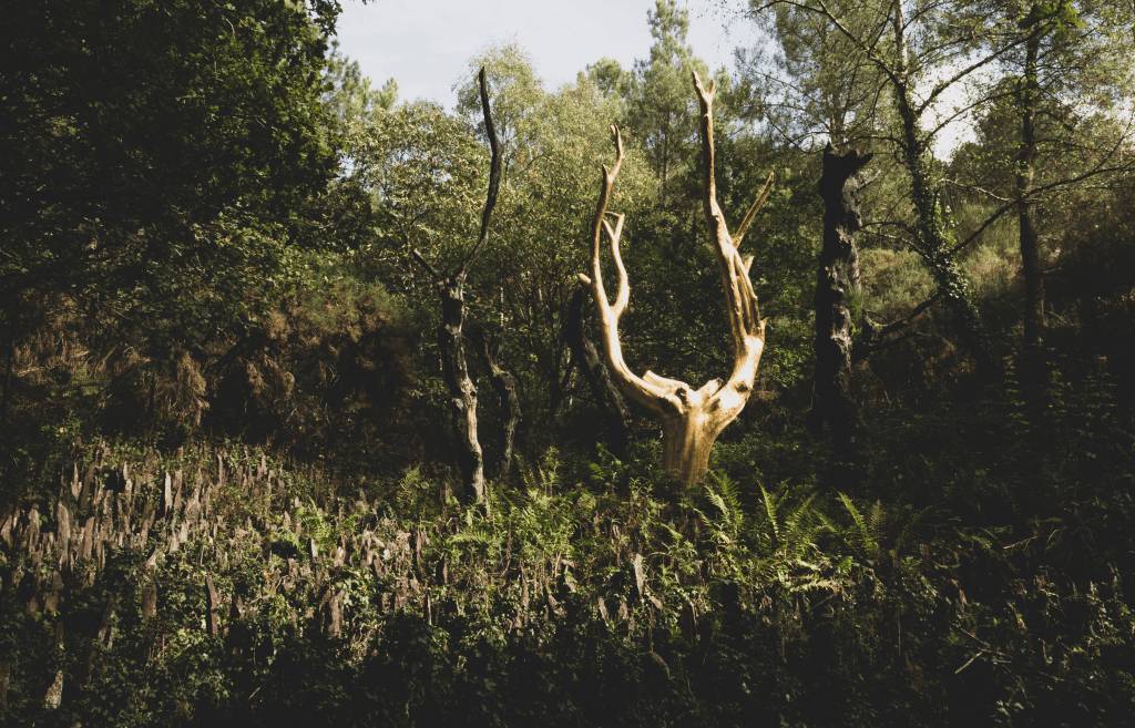 foret broceliande