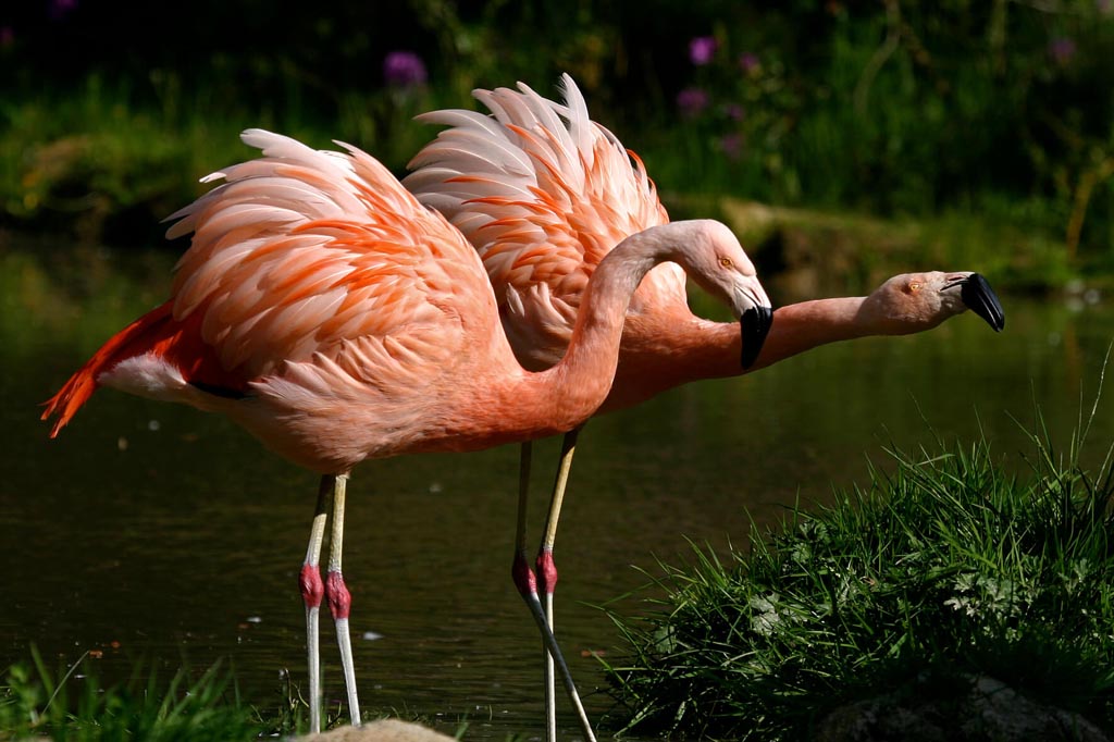 photo essay flamingos branfere