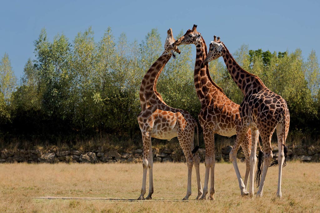 phototeque giraffes branfere