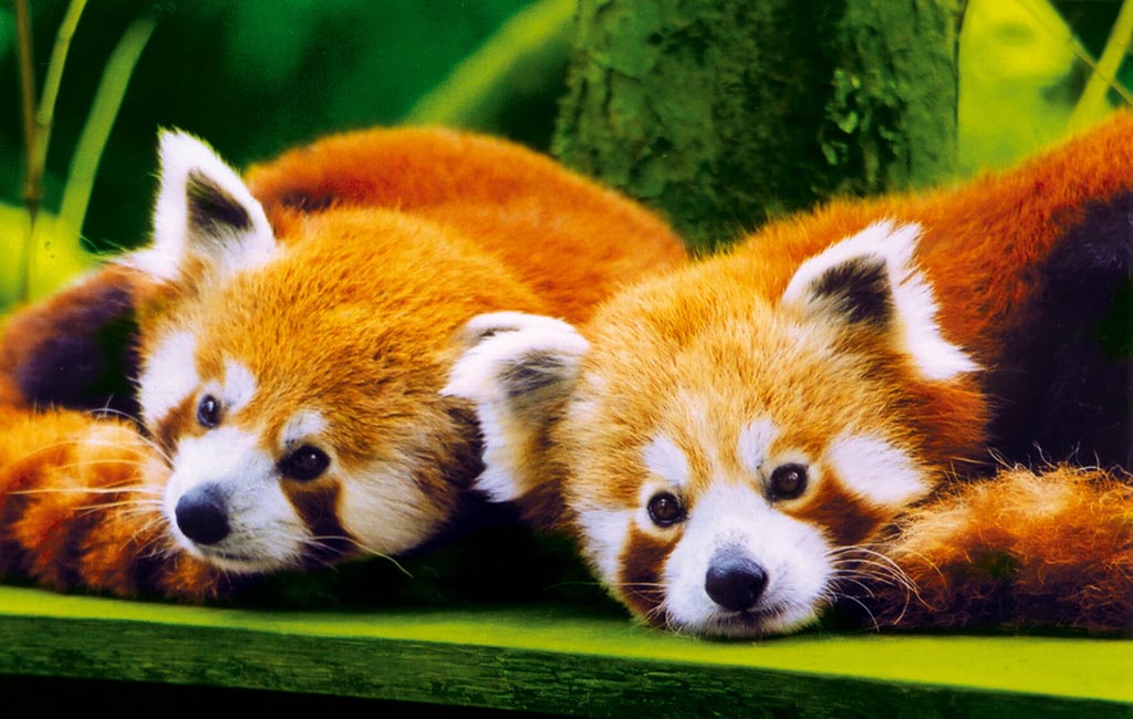 photo of red panda branfere