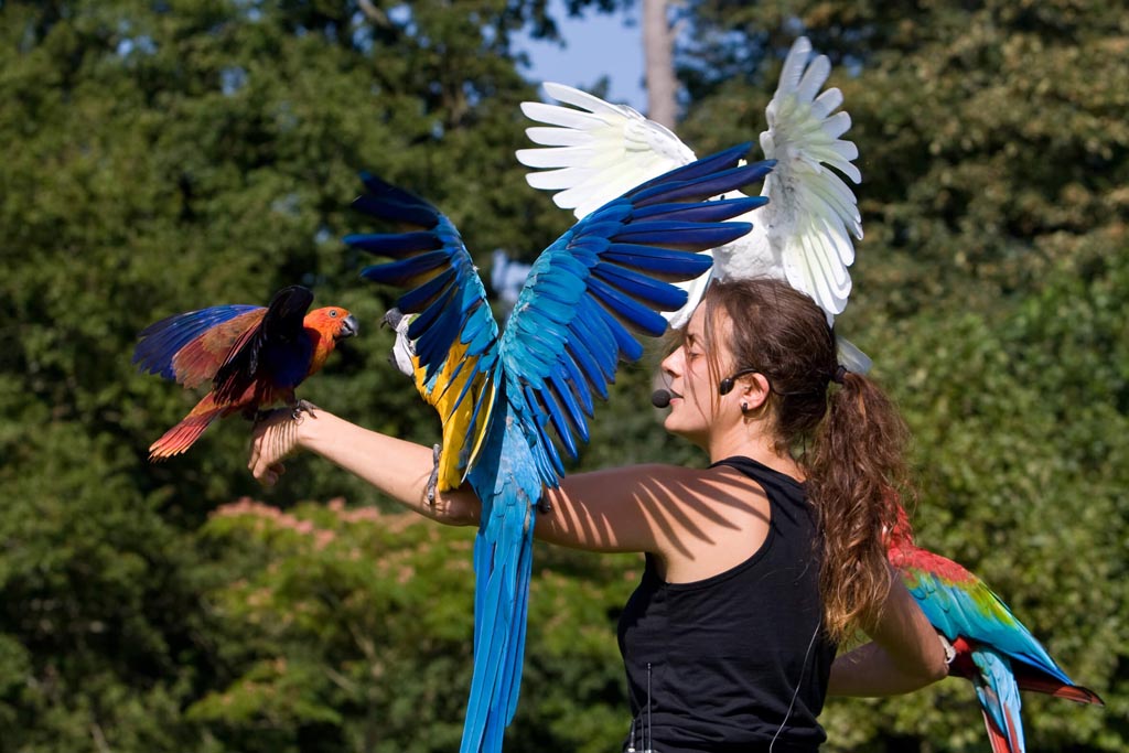 phototeque spectacle oiseaux parc branfere
