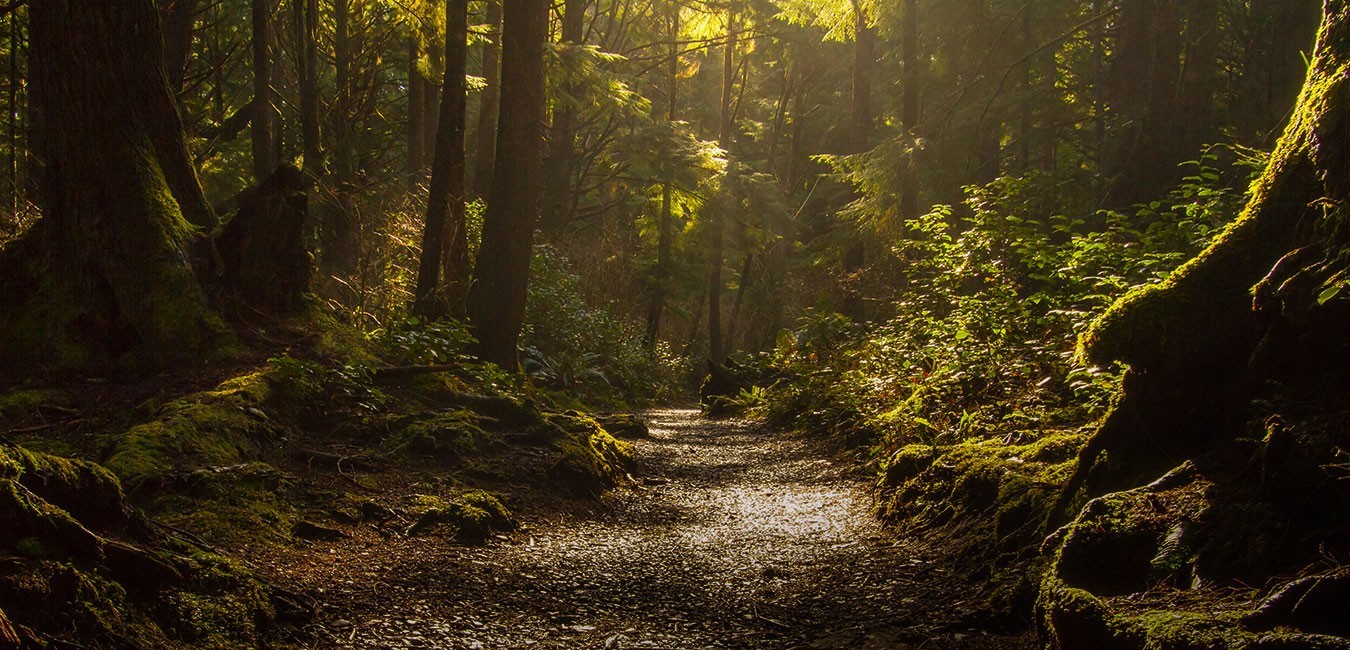 foret-chemin-broceliande-degrade-accueil