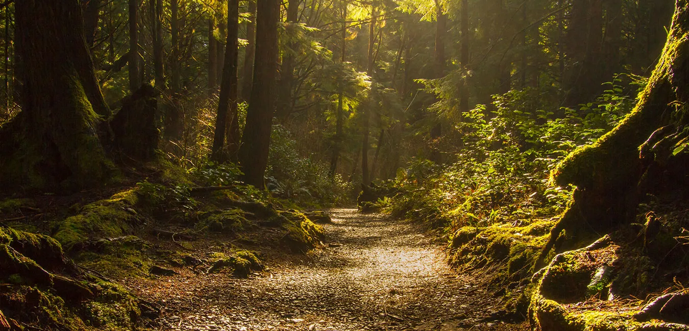 chemin foret broceliande