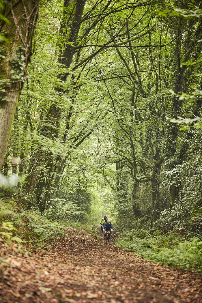 photo foret broceliande