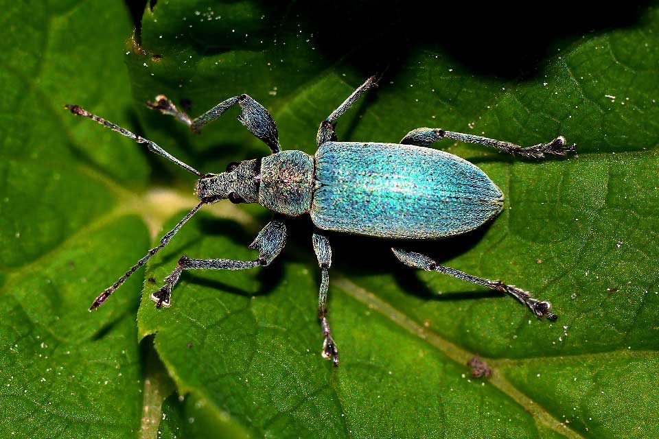 scarabe bleu feuille