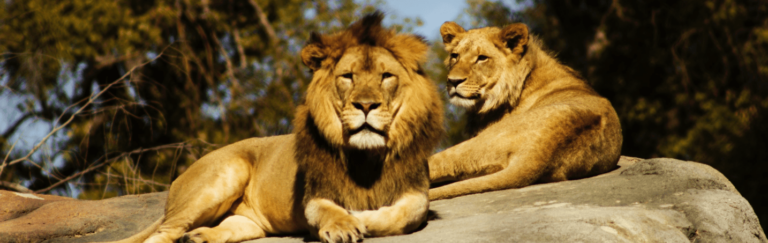 parc animalier morbihan